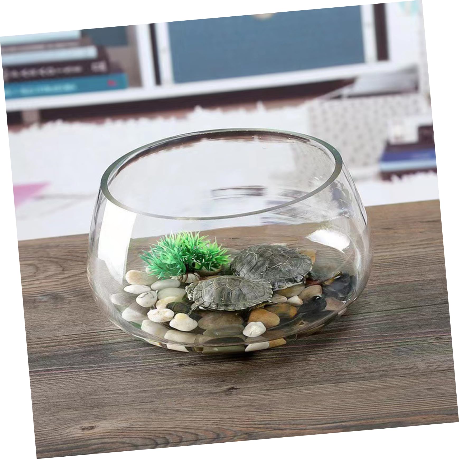 Ciieeo Großes Fischglas Aus Glas Dekorative Schale Für Zuhause Und Büro Glas Landschaftsaquarium