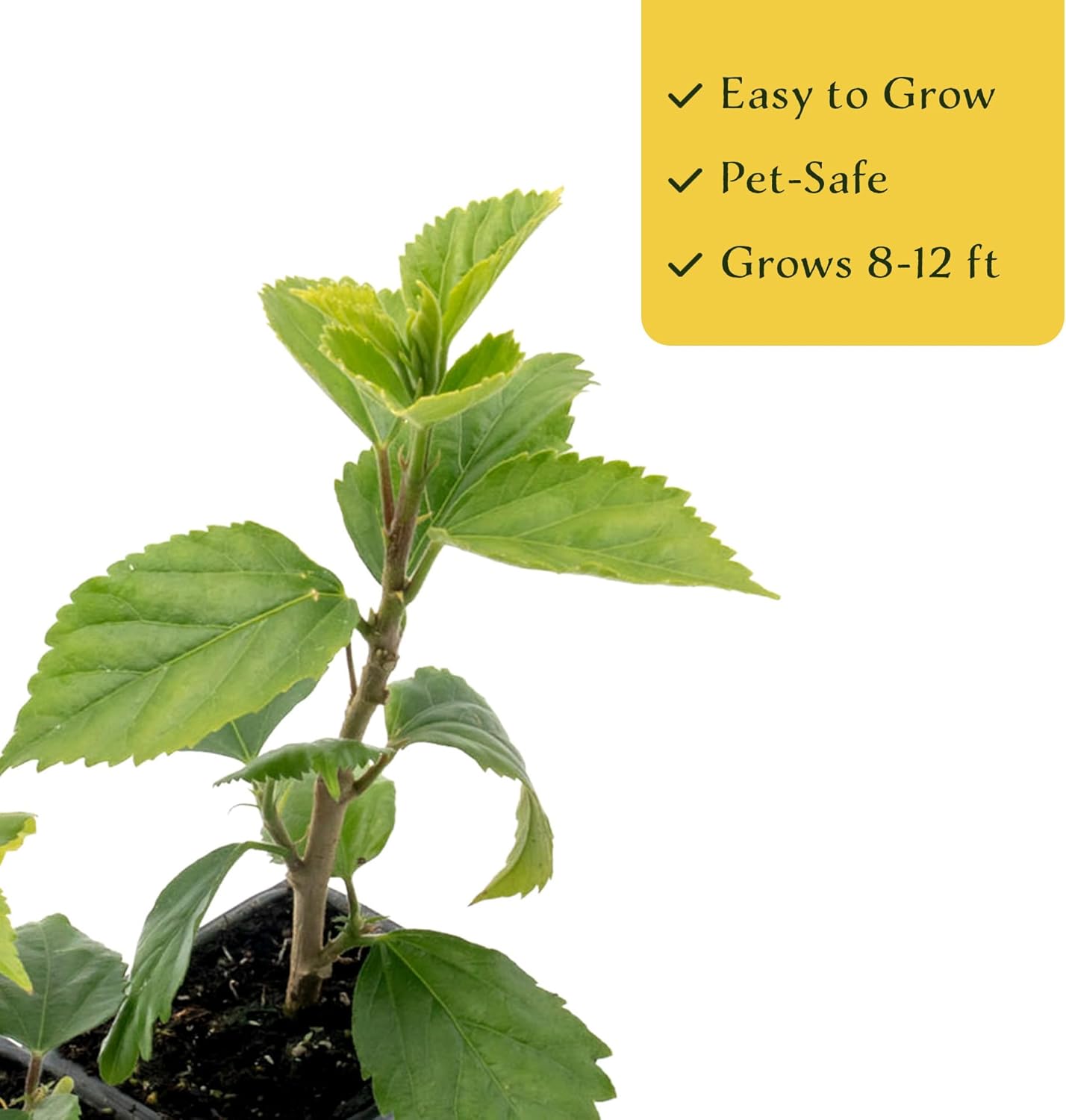 2 Kona Hibiscus | Live Plants in 2.5-inch Nursery Cubes | Hibiscus rosa-sinensis Hybrid Variety | Tropical Evergreen Floral Shrub | Large Pink Double-Blossom Flowers for Home and Garden