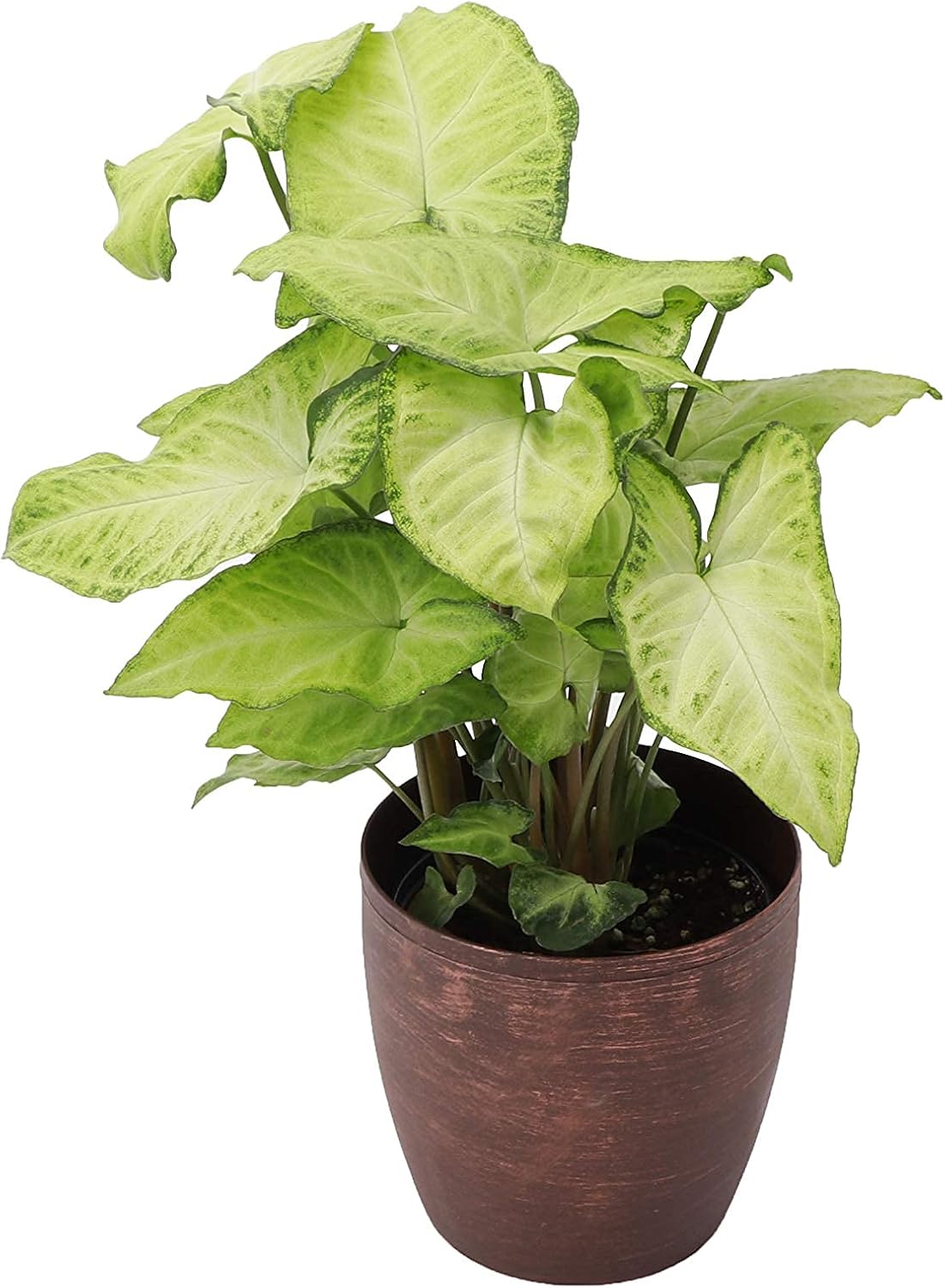 Thorsen's Greenhouse Low Light Houseplant Set, Live Indoor Plants, 3 Pack of Plants, Copper Pots, 4" Diameter