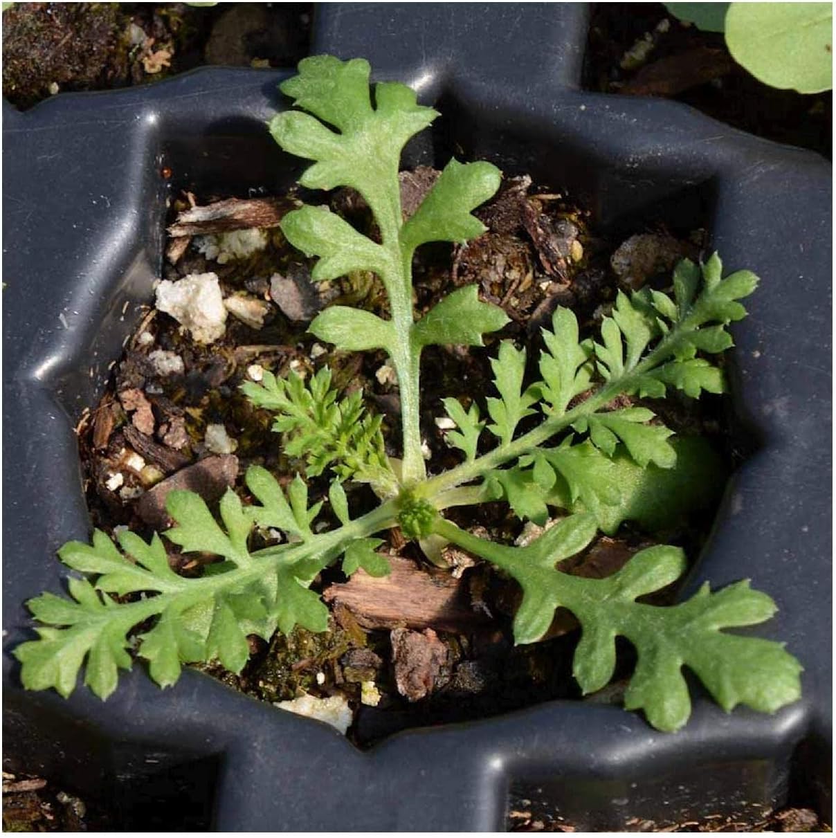 Everwilde Farms - 1/4 Lb Red Yarrow Wildflower Seeds - Gold Vault