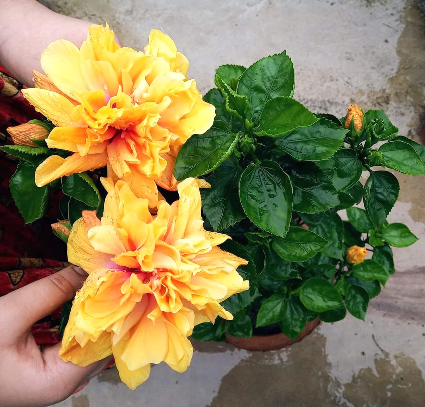The Gifti Yellow Double Hibiscus/Gudhal Beautiful Live Flower Plant For Home & Gardening (chinese rose hawaiian hibiscus rose mauve) (B0BJ6P13MP) Amazon Price History, Amazon Price Tracker