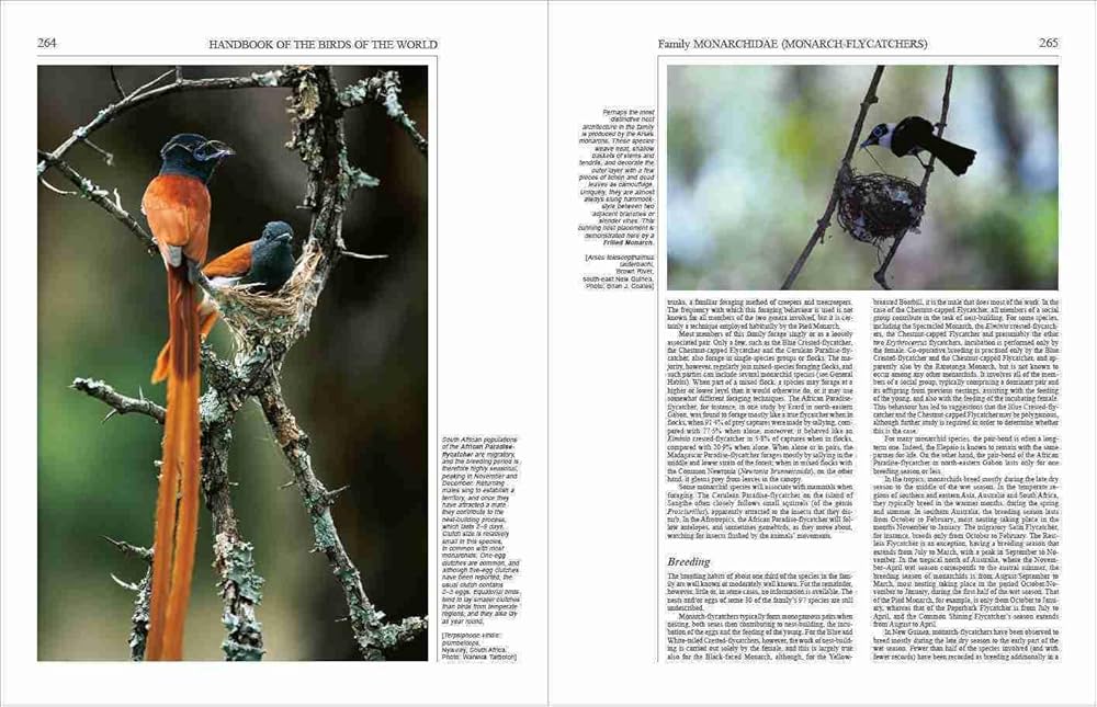 Amazon | Handbook of the Birds of the World: Old World Amazon | Handbook of the Birds of the World: Old World