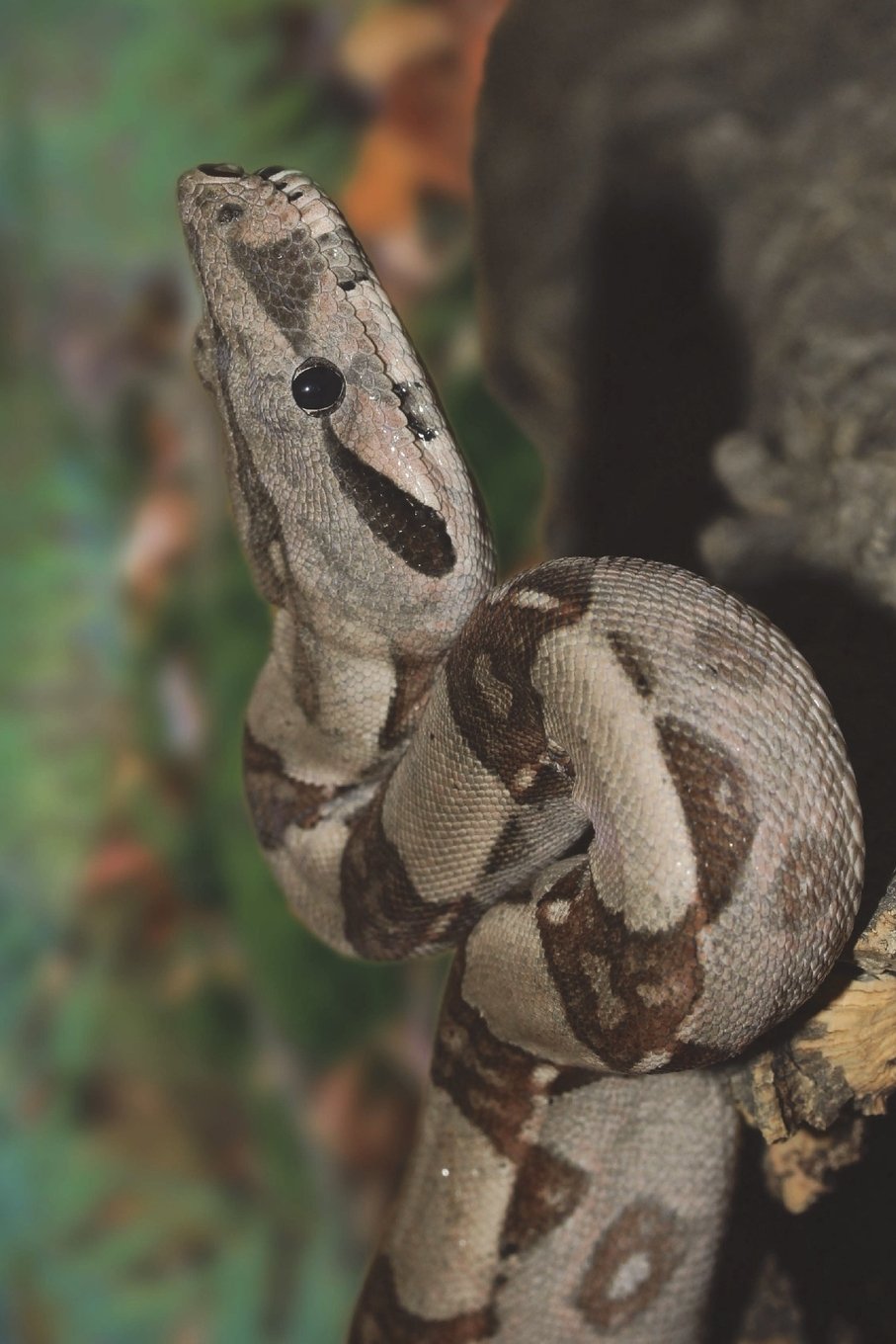 Boa Constrictor Snake Journal: 150 page lined notebook/diary