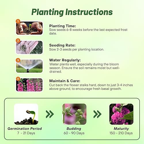 Miniatura 4 de Outsidepride Double Hollyhock Seeds  200 piezas de semillas de flores perennes de color violeta, tolerantes a la sequía de larga duración con flores