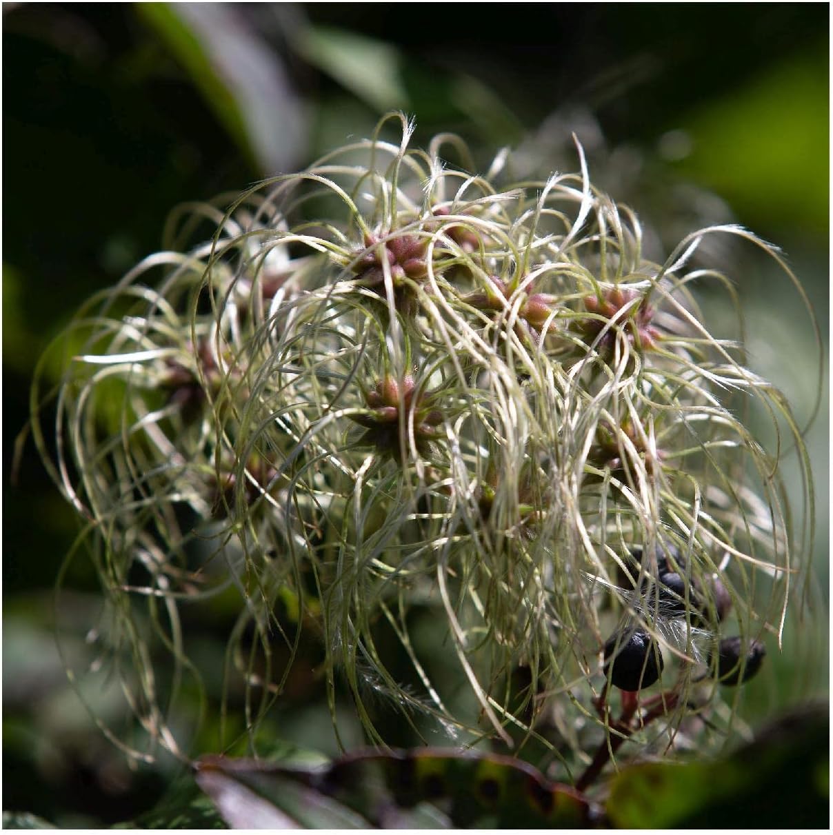 Everwilde Farms - 1 Oz Virgin's Bower Native Wildflower Seeds - Gold Vault