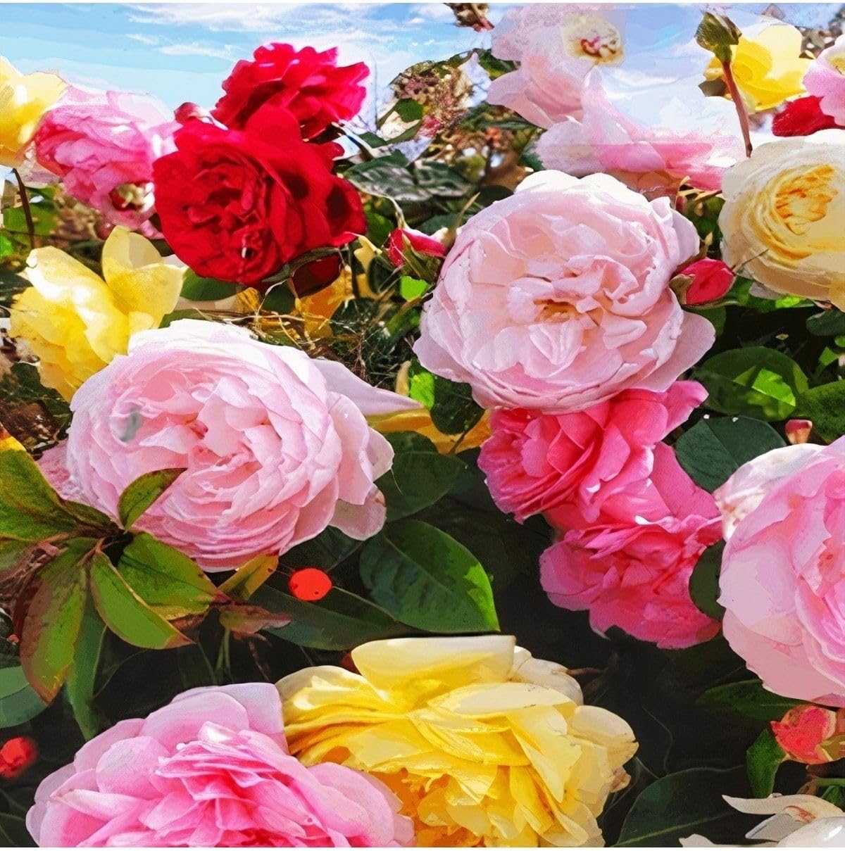 Videolu Yediveren Gül Seti (50 70 Cm) 3 Adet (Beyaz Pembe Turuncu) Aşılı Gül Rose