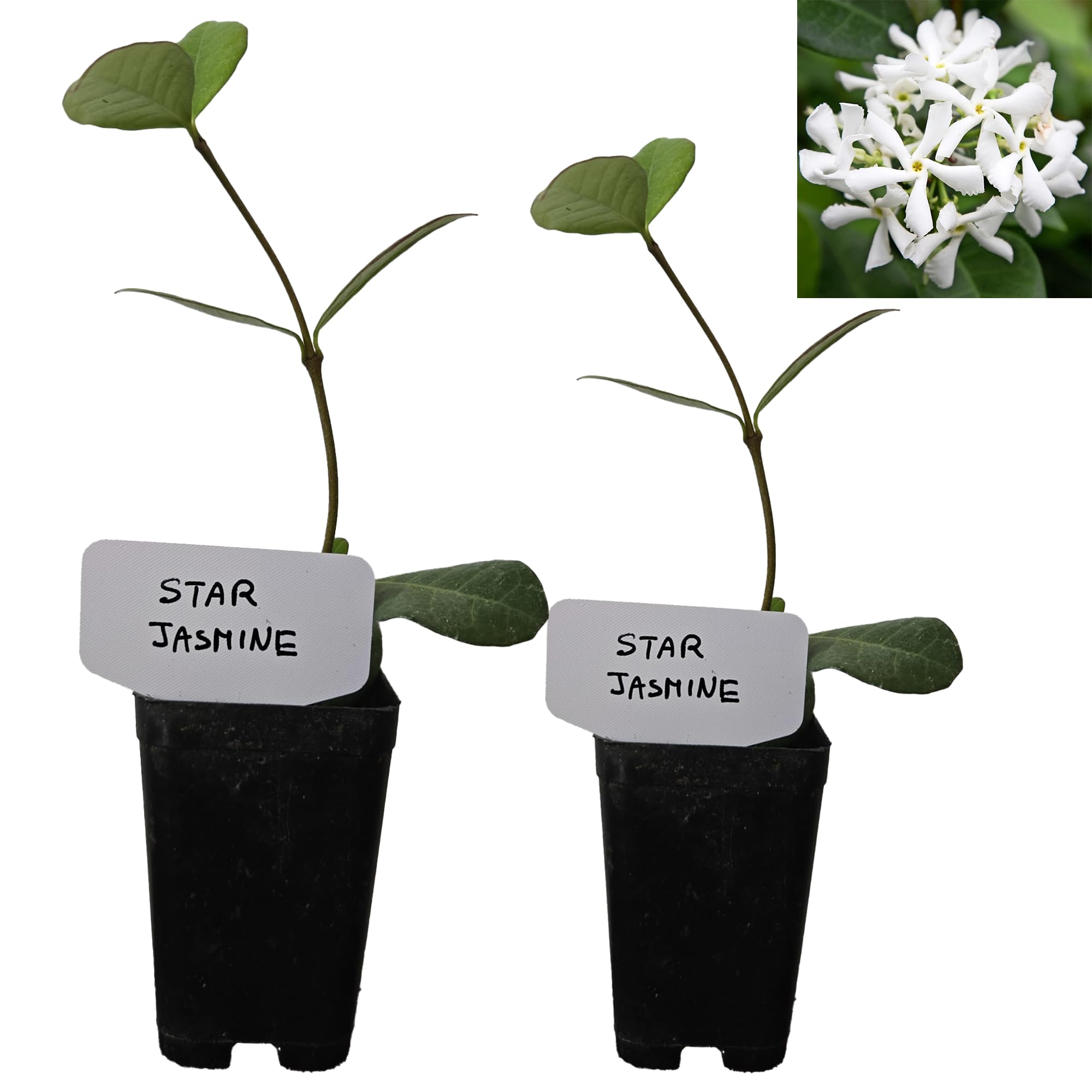 Star Jasmine Confederate Jasmine Trachelospermum Jasminoides