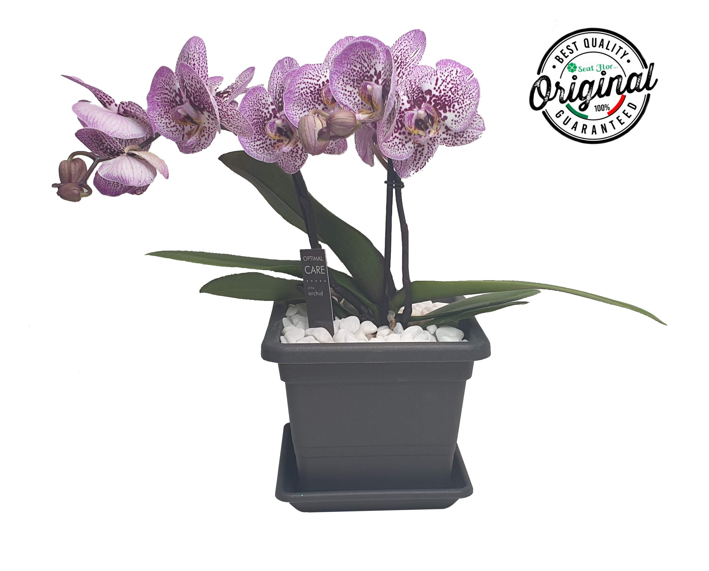 srl ® Galet blanc pour jardins, pierre naturelle super blanche pour jardins, galet thassos (3 tailles disponibles) (20 kg. 40/60 mm.)
