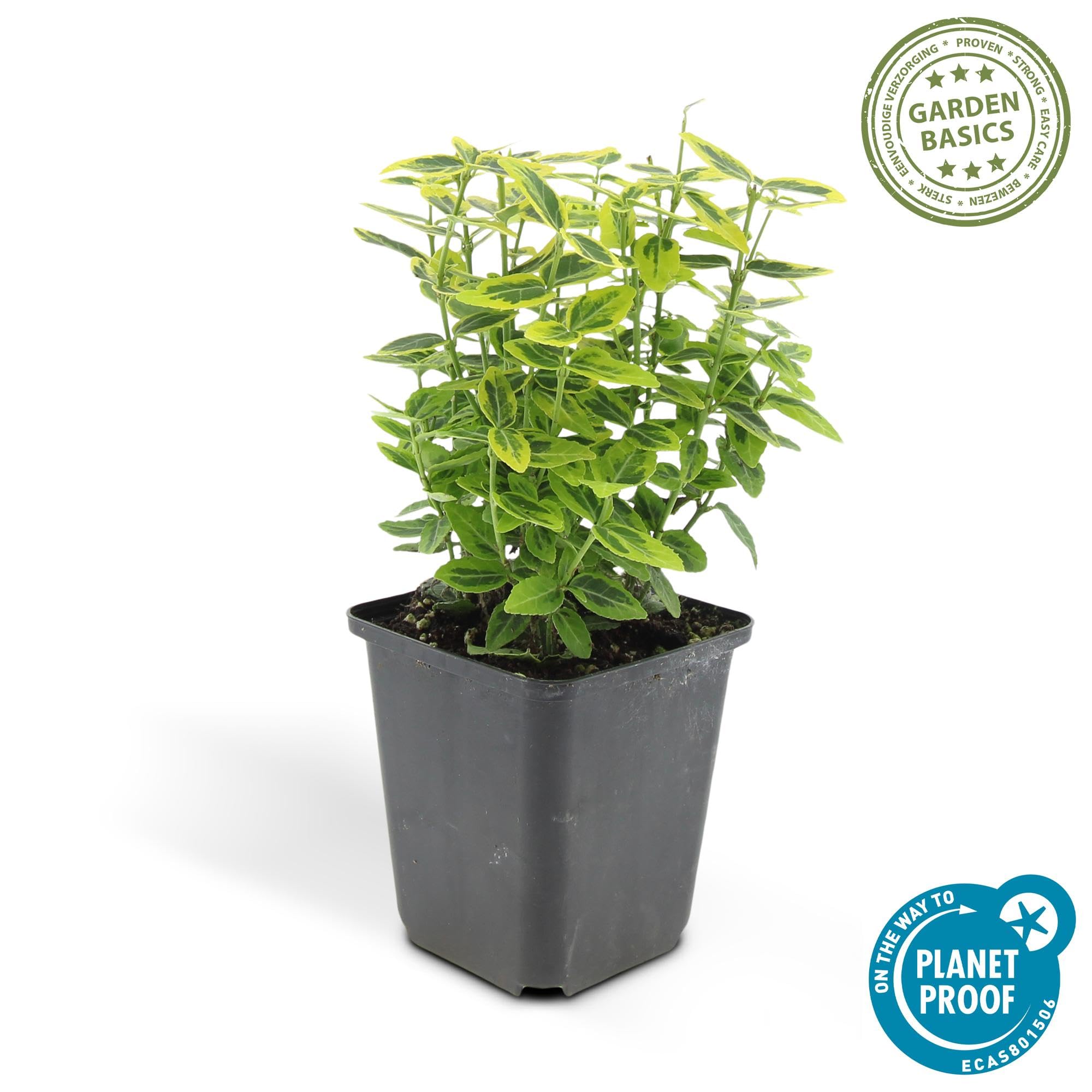 Euonymus Fortunei con Foglie Variegate, Siepi, Giallo Verde, Set 24 Pz
