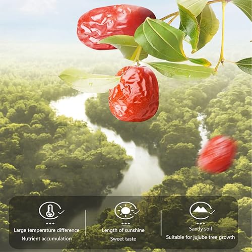 Miniatura 2 de Rebanada de azufaifo de dátiles secos de 1.1 libras, rebanadas de dátiles rojas secas, fechas sin hueso para aperitivos y hornear, calidad premium