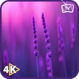 心地よいバイオレットライトセラピー - 紫色の抽象的なテレビの背景