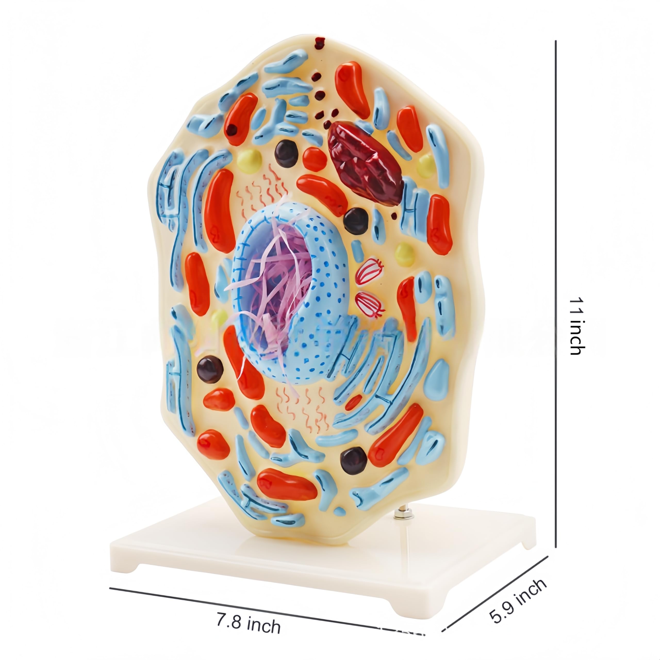 Modello di cellule animali - Strumento didattico educativo per l'apprendimento della struttura biologica nei laboratori scientifici delle scuole medie