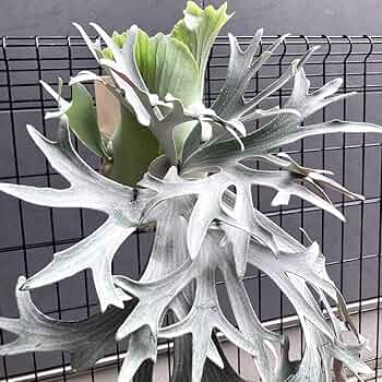 P.Ginka sporeling ビカクシダ Amazon.co.jp: P.Ginka sporeling 胞子 ビカクシダ : 食品・飲料