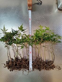 Amazon.co.jp: イロハモミジ2年苗 15本(抜き苗) もみじ 紅葉 盆栽