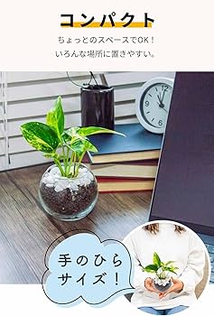 その他観葉植物 Nao Amazon｜[ miipas/丸木型コースター付 ] ポトス 観葉植物 本物