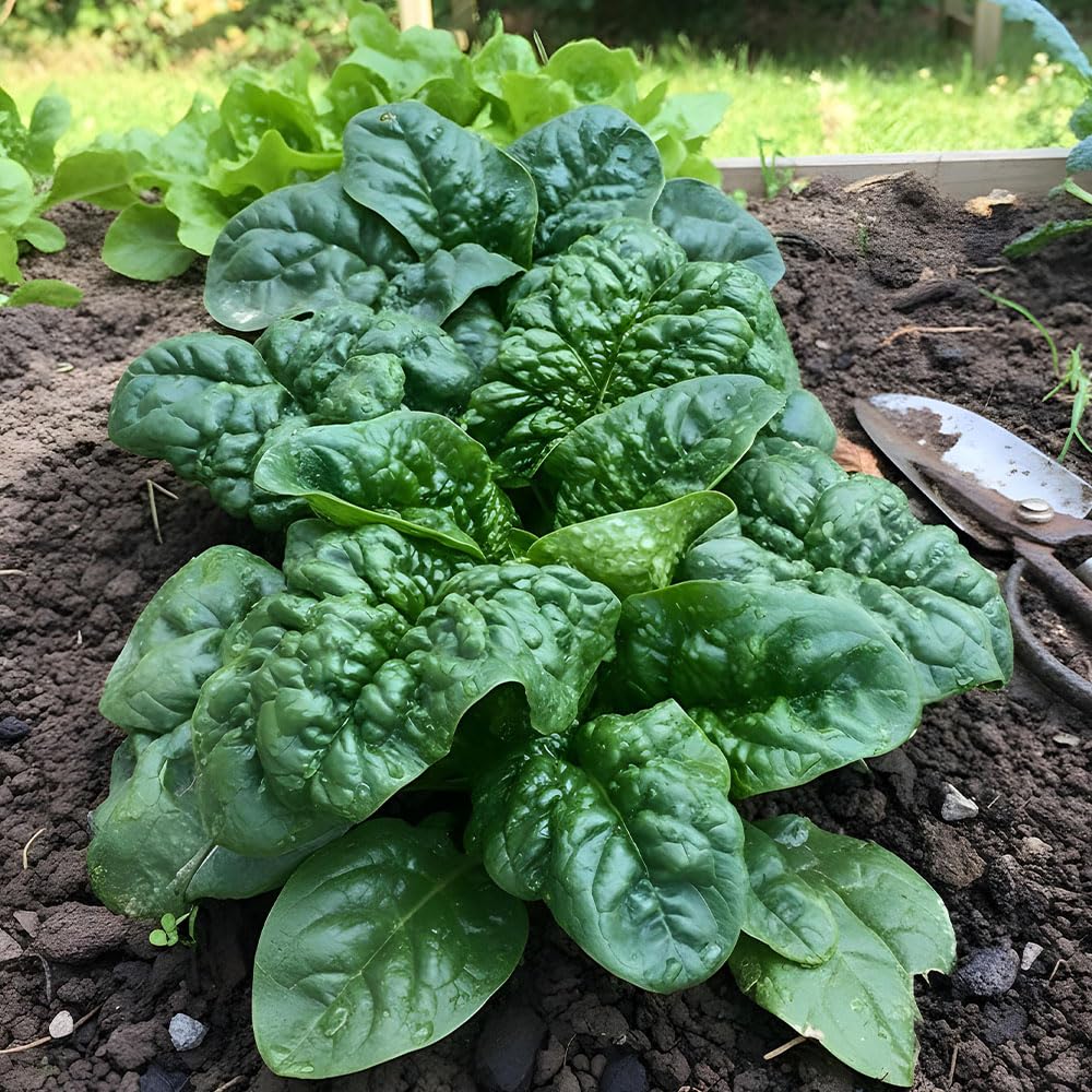 Spinach Seeds – Merlo Nero – Dark Green, Blistered Leaves – Fast Growing & High Yield Italian Type – Ideal for Autumn & Winter Harvesting – for Salads, Cooking & Smoothies