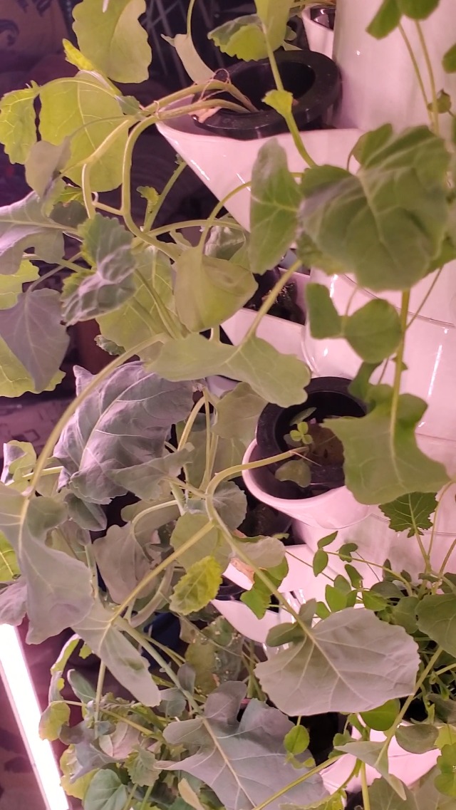 Illustration of Off Grid Living Microgreen Growing