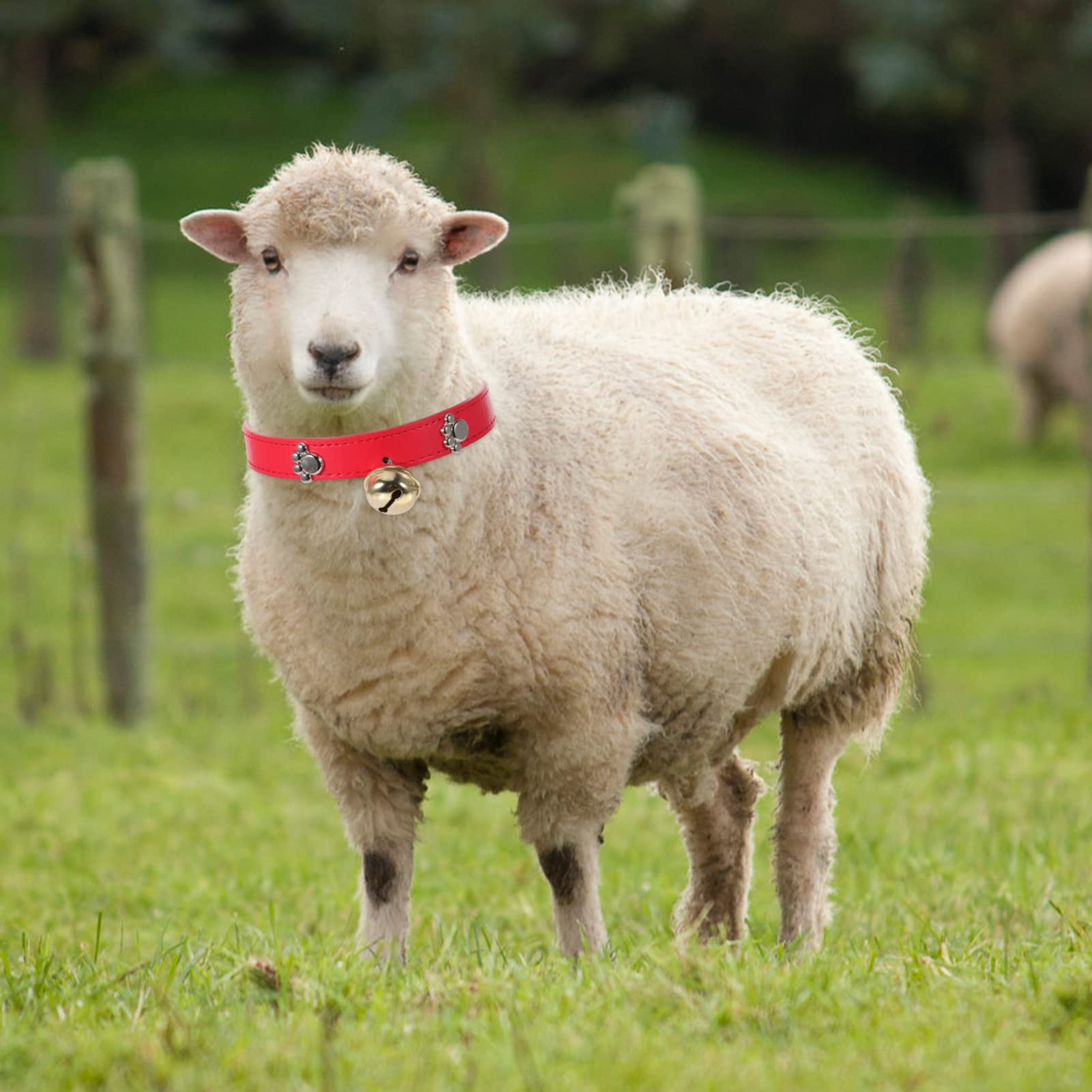 Poort in frame voor Schapen en Geiten Veno | Schapenhek, Weidepoort