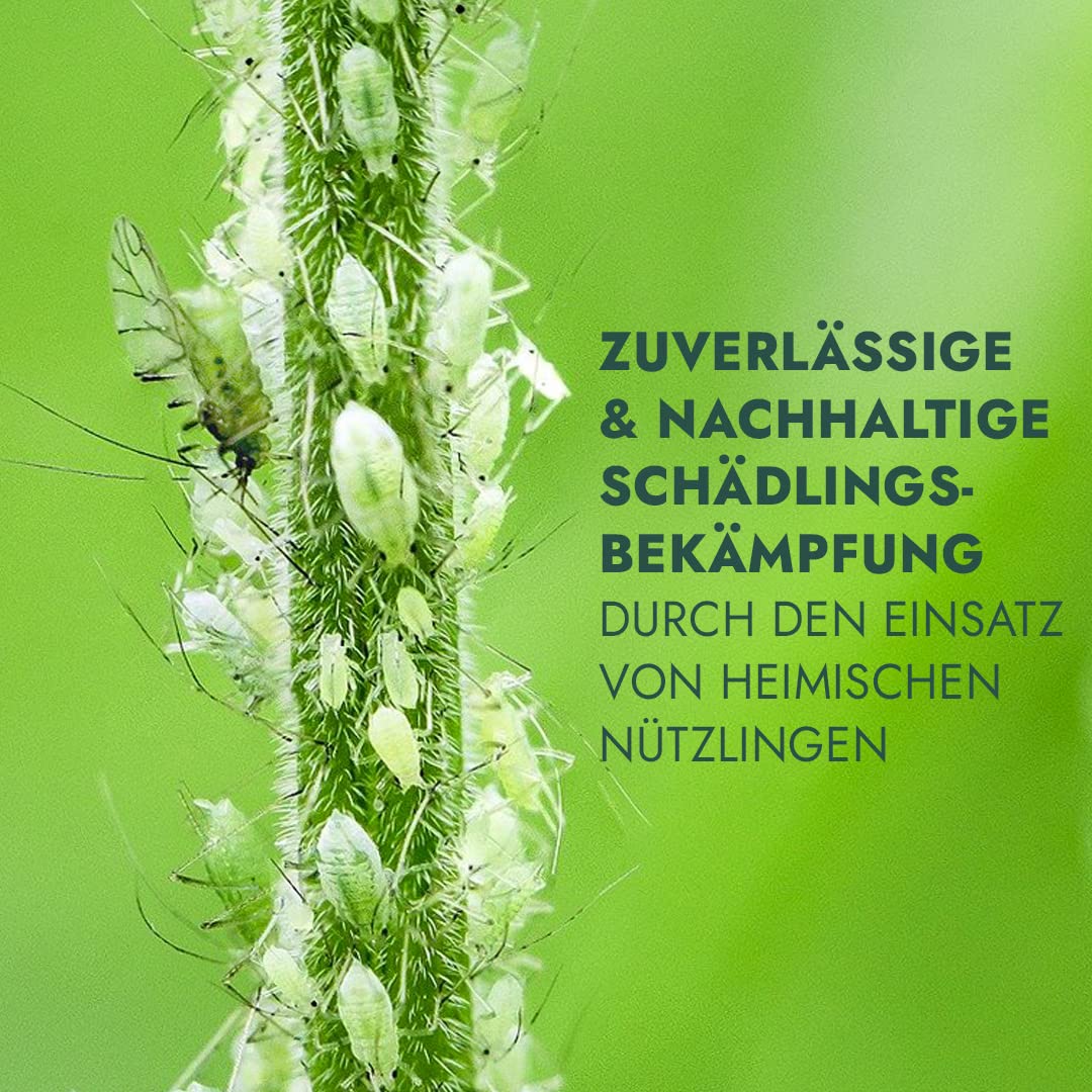 Siebenpunkt-Marienkäfer Eier/Larven (100-150)- Natürliche Schädlingsbekämpfung der Blattläuse für Garten, Kleingewächshäuser, Wintergarten, Büro - Coccinella septempunctata
