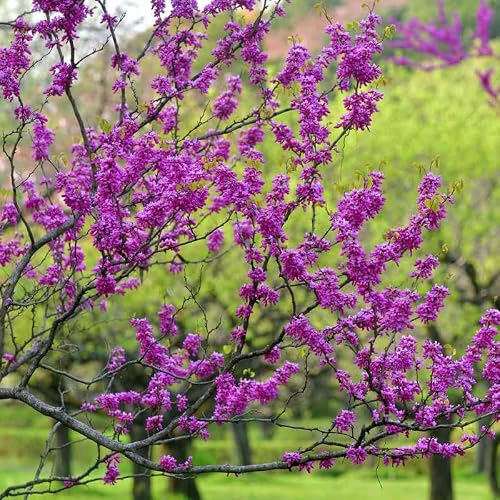 2 Seedlings Eastern Redbud Trees Plant Live, Dormant 6 to 12 Inc Tall, American Red Bud Trees Live Plants Bare Roots for Planting Outdoor