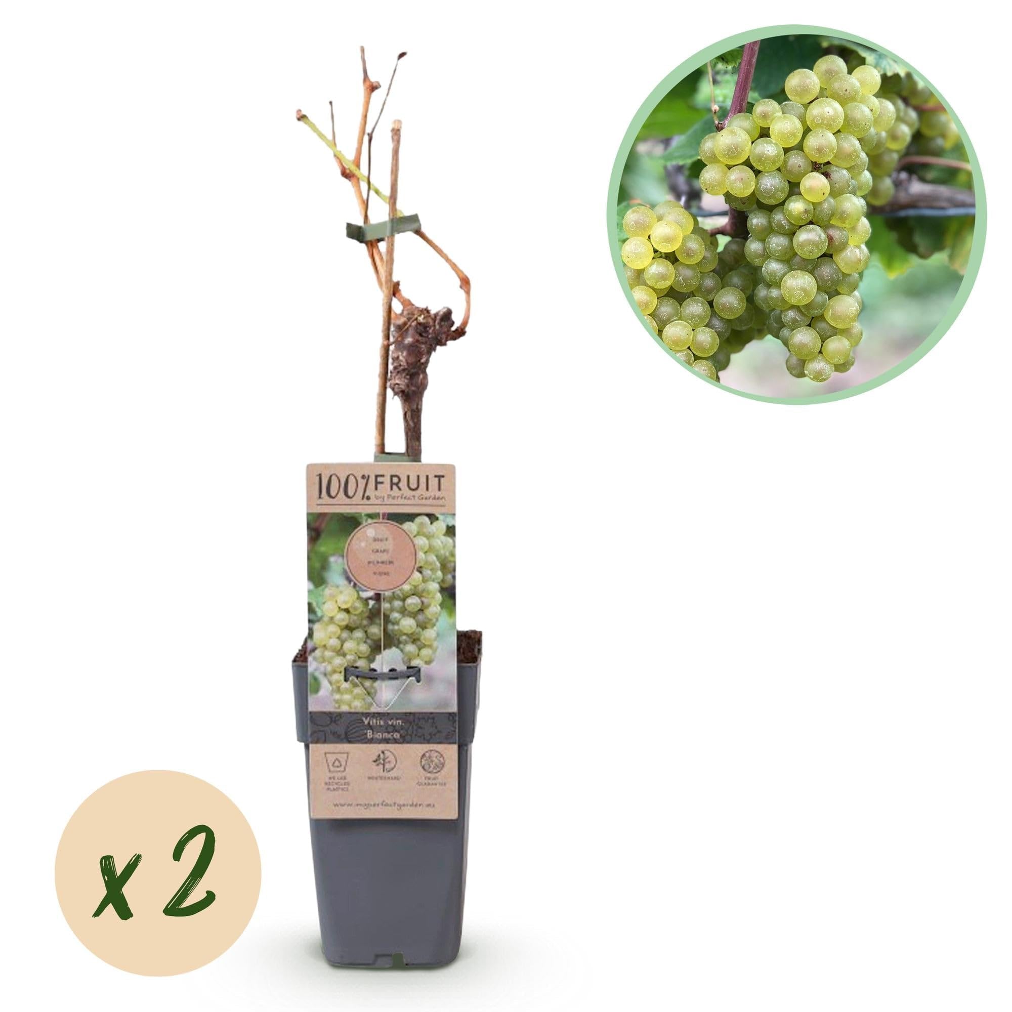 Winorośl Vitis vinifera 'Bianca' – białe winogrona – 2 rośliny – Ø 15 cm – wysokość ok. 50 cm – słodkie winogrona stołowe – łatwa w pielęgnacji roślina owocowa do ogrodu i na balkon – bogata w