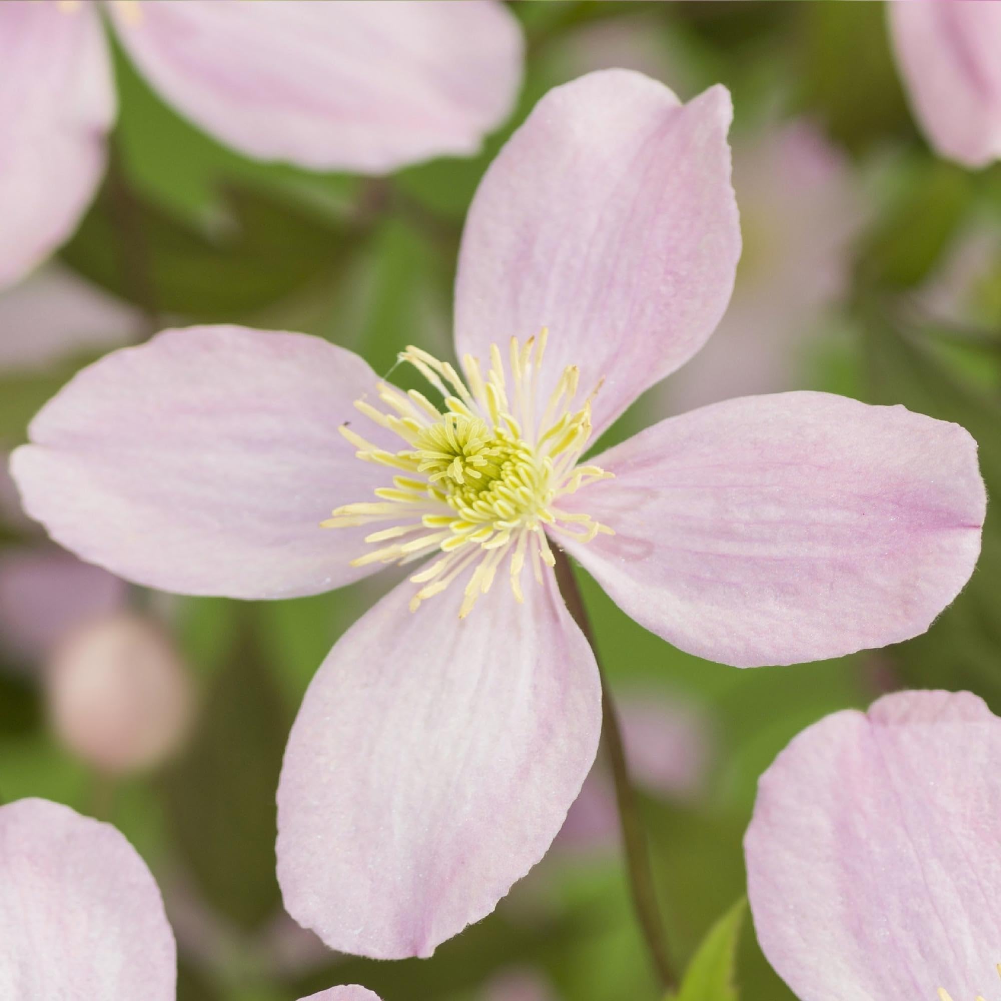Kletterpflanze Clematis montana Rubens Frühblühend Pflanze 2 Pflanzen 11 cm