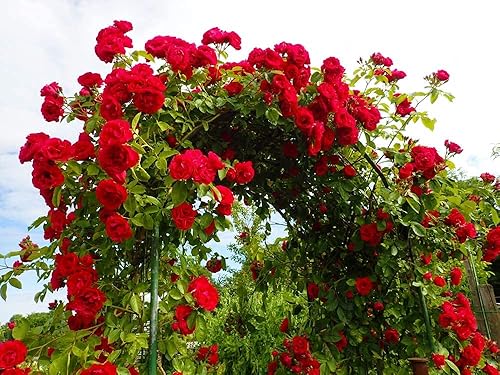 100 semillas de vid de rosas trepadoras, crecimiento increíble y hermosas rosas, ideales para enrejado o cultivo de pared