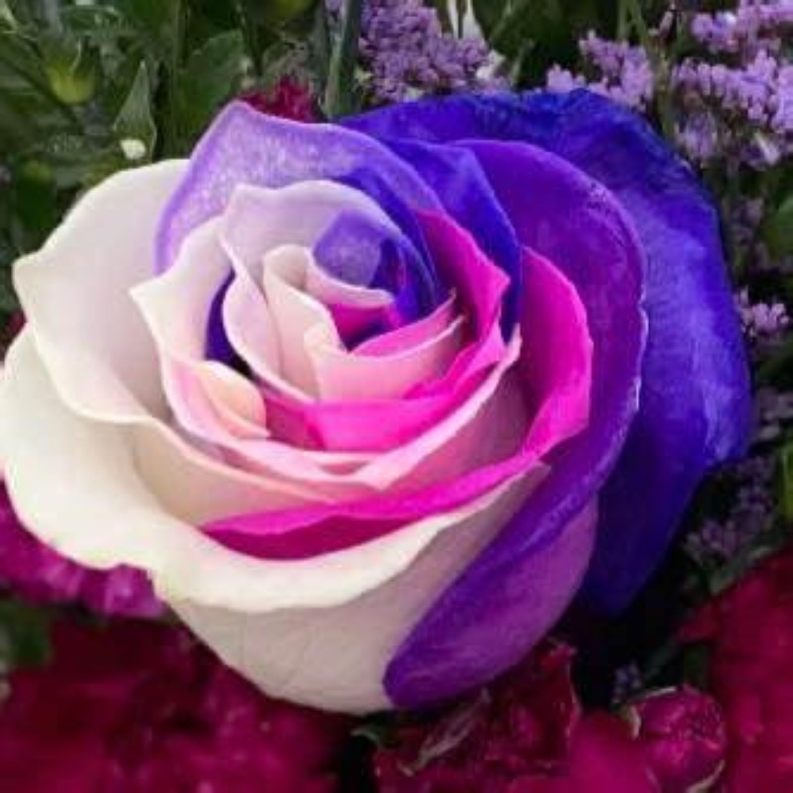 Rose Bulbs Mix for Planting Now UK/Greening Flower/Good for Containers/Cut Flowers/Strong Plants That Grow Well/Natural Organic/Wedding Flowers.-4bulbs-A