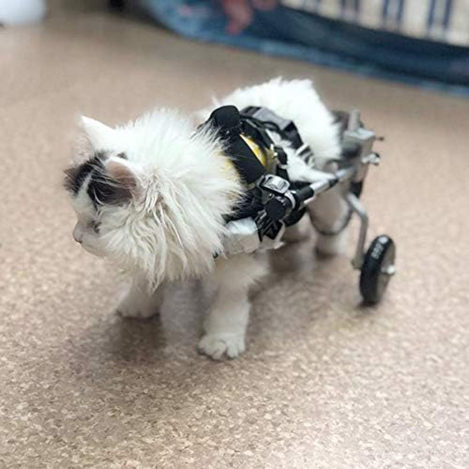 Amazon.co.jp: 調節可能な犬用車椅子 - 中型/大型犬用 1-2.5ポンド