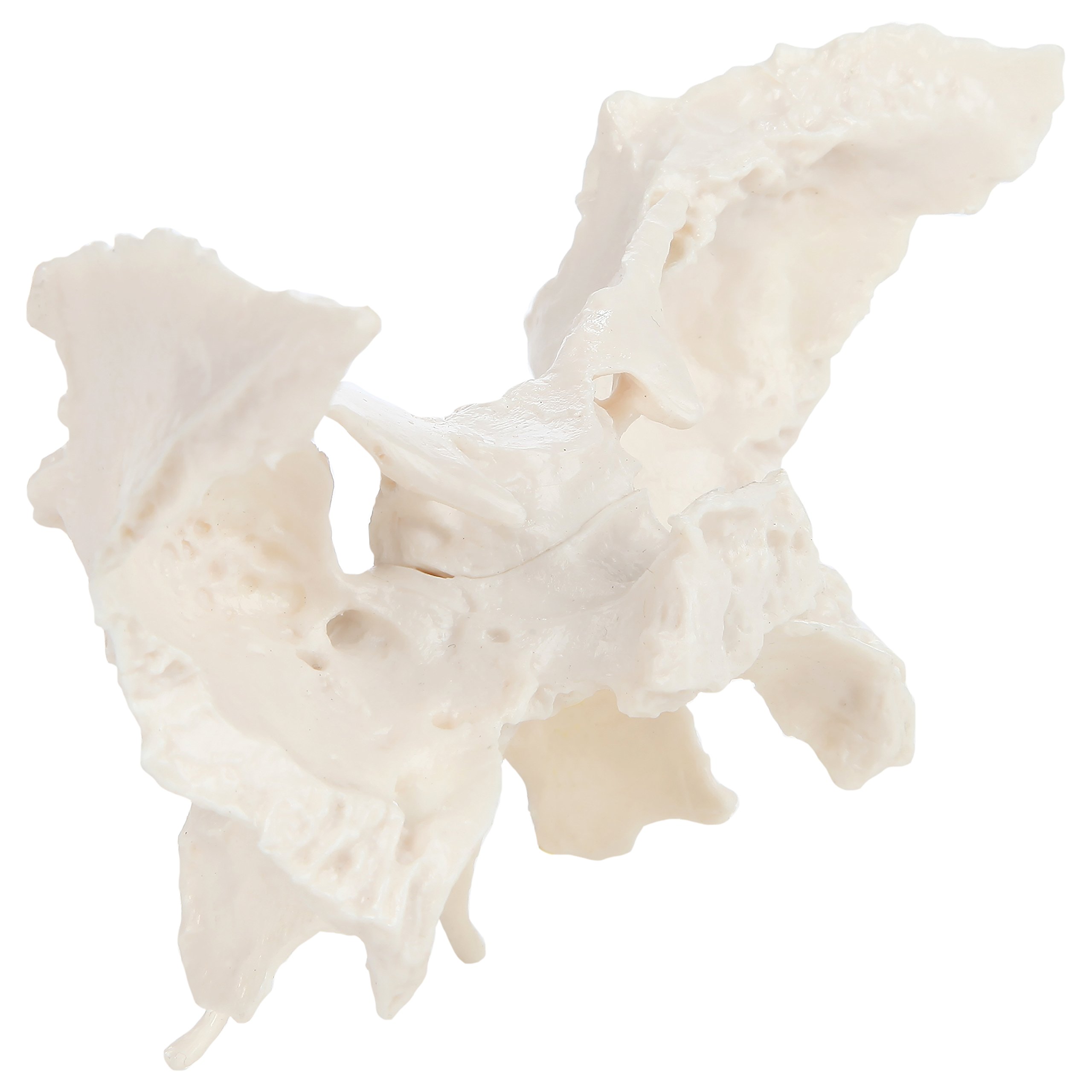 Human Anatomy Model Axis Scientific Human Sphenoid Bone Model | Life ...