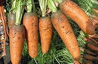 Vista 2 de Semillas Zanahoria Vegetal Chantenay Royal Red - 1000 Semillas