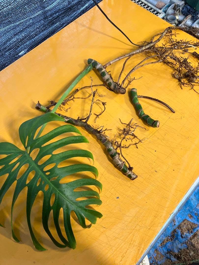 モンステラ52 スケルトン　デリシオーサ　カット苗　発根済み　限定株 モンステラ52 スケルトン デリシオーサ カット苗 発根済み 限定