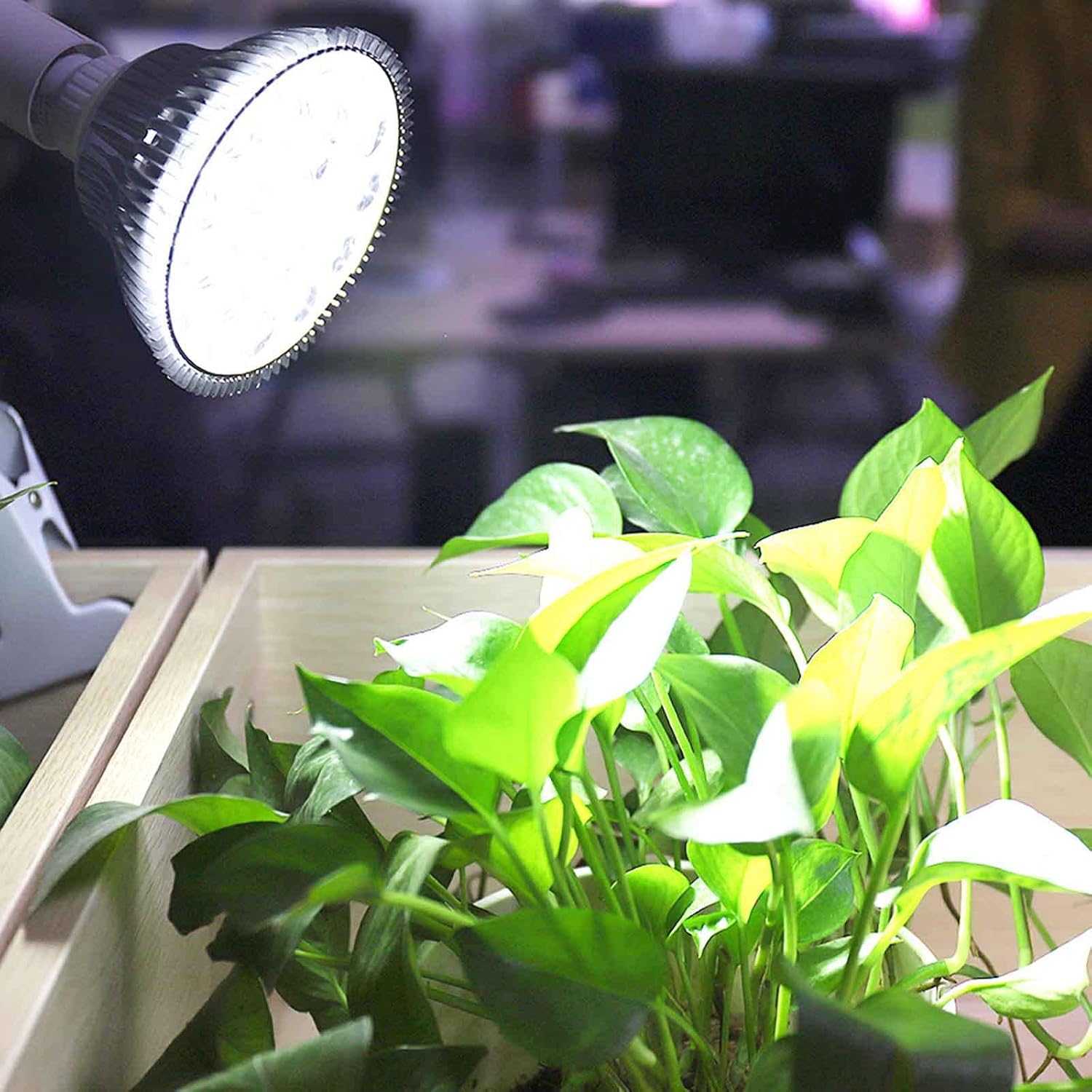 White Full Spectrum LED Grow Lights Bulb for Indoor Plants, PPFD 800 μmol/s/㎡ Growing Lamps, Upgrade Plant Light Bulb