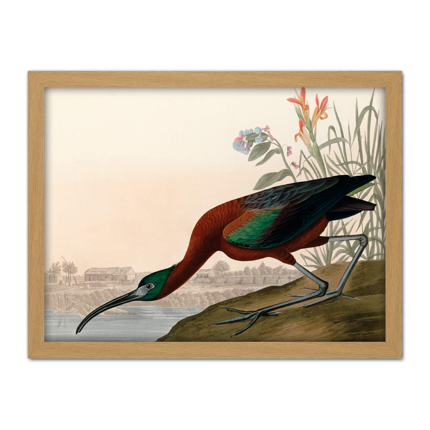Artery8 Audubon Birds Glossy Ibis Painting Artwork Framed Wall Art Print 18X24 Inch