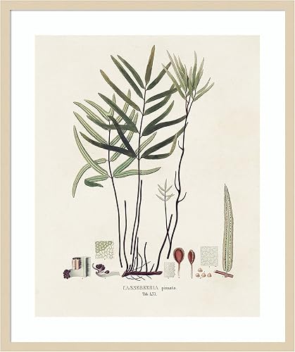 Miniatura 6 de Amanti Art Framed Wall Art Print (33x41) Botanical Society Ferns XI by Vision Studio Framed Poster for Wall Decor, Living Room, Bedroom, Bathroom,