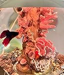 Review Image by Louie King Louie King