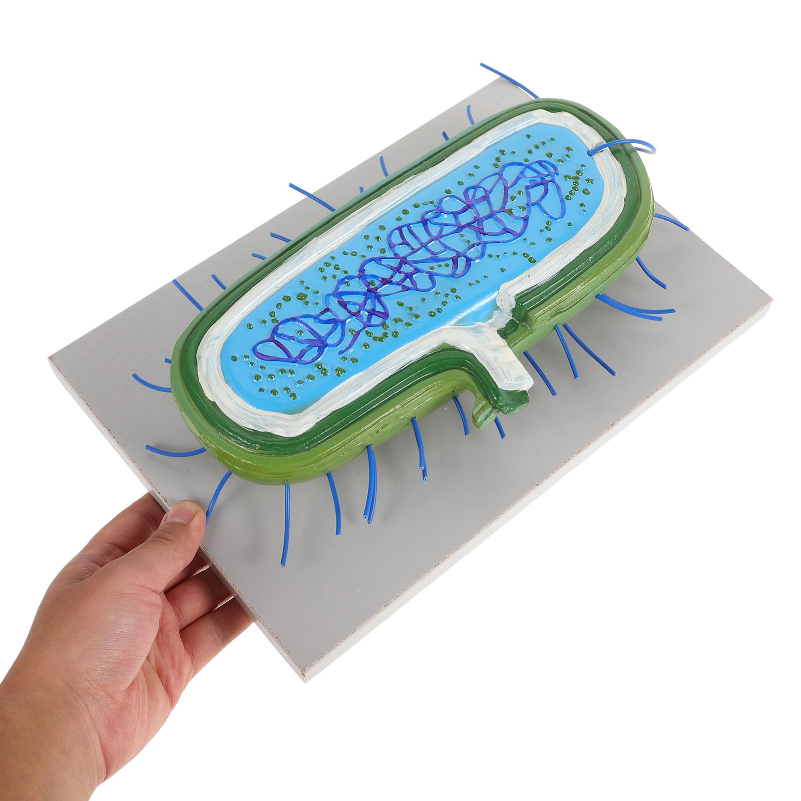 Strumento Didattico 3d Realistico per Insegnamento Biologico, Materiale Scolastico Versatile per Scuole Medie, Strumento Educativo per Laboratorio e Divulgazione Scientifica