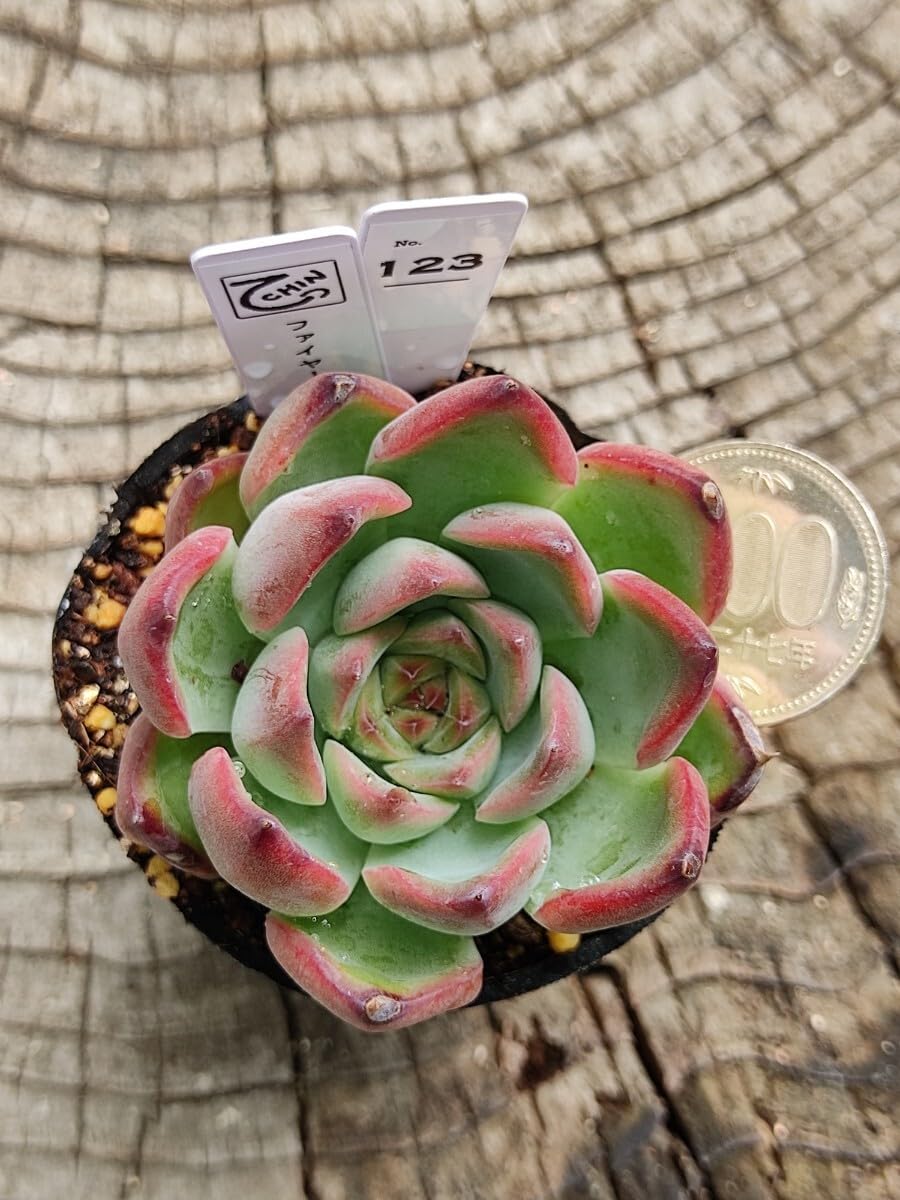 Amazon.co.jp: てっちん多肉植物エケベリア『ファイヤーピラー