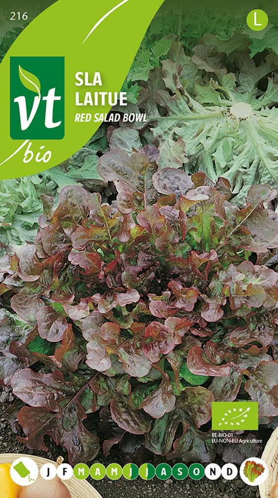 Red Salad Bowl Lettuce Organic Seeds per gram - Non-Head Lettuce with Decorative Reddish Leaves - 1 g - Seeds per gram: 800