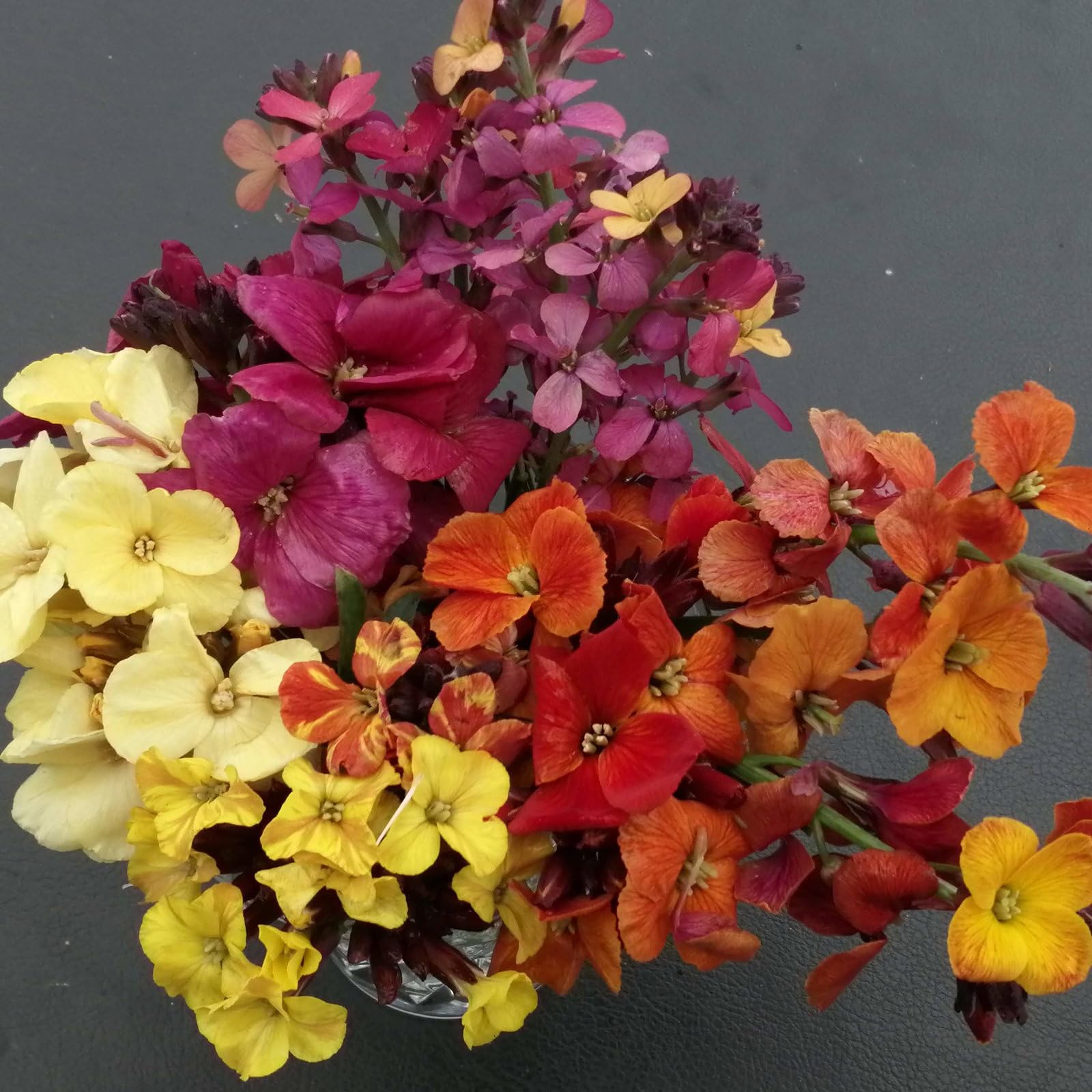 Plant World Seeds - Erysimum Amazing Hybrids Seeds (Perennial Flower Seeds)