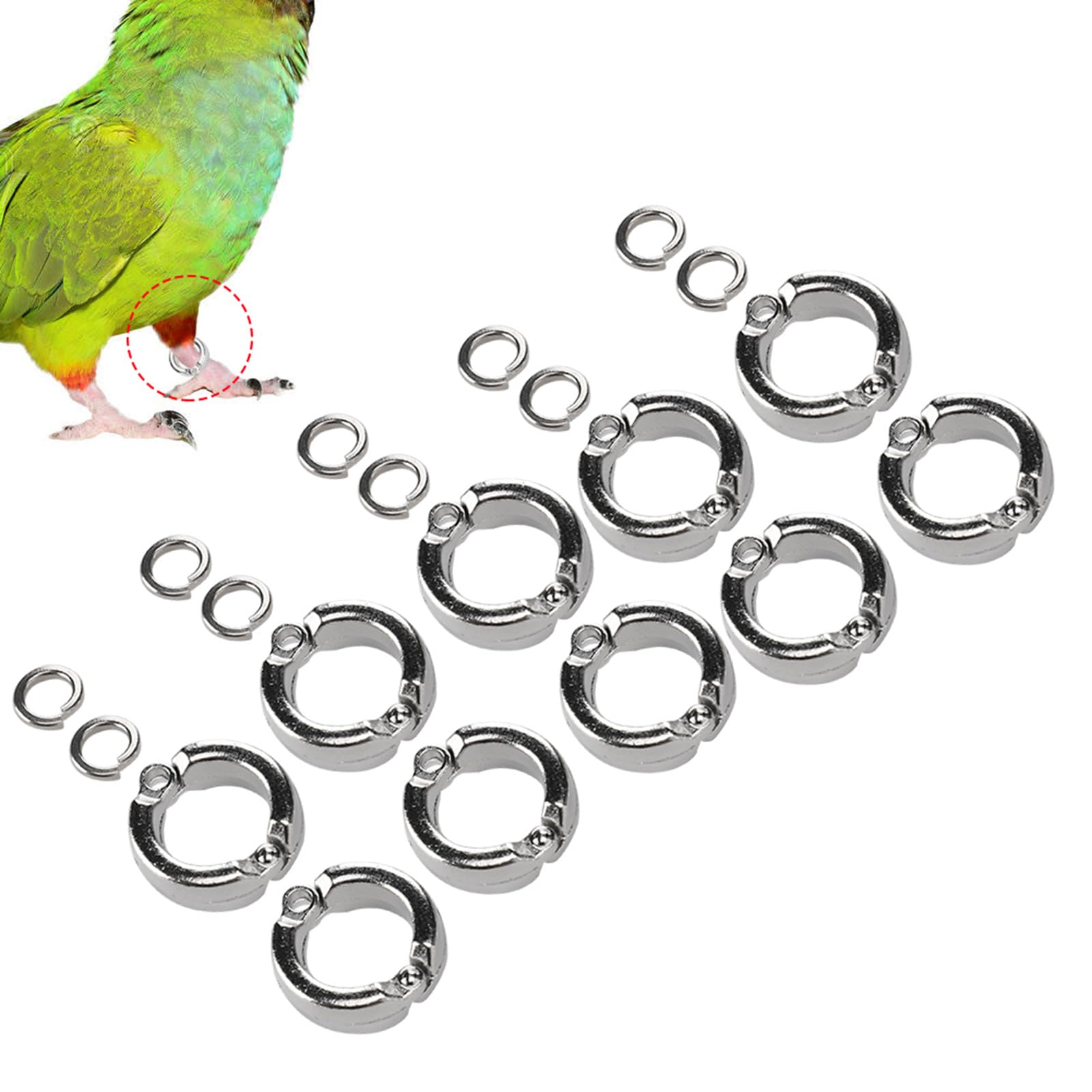 TOPINCN 10PCS Bird Foot Rings Anti Escape Parrot Leg Ring Birds Anklet Ring Outdoor Fly Training Activity Ring Clip for Pet Training(#6)