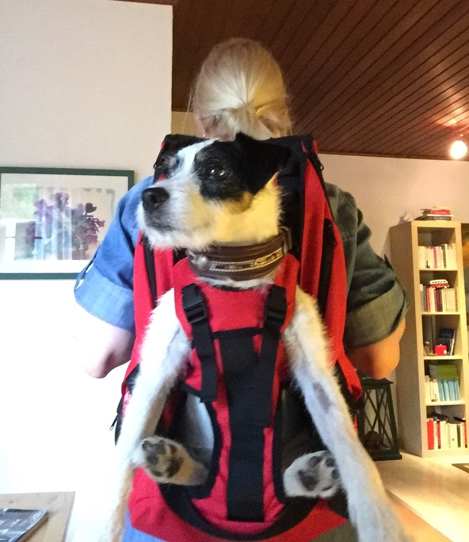 PREMIUM patented DOG CARRIER Pet Carrier per cani e gatti per cani sacchetto del cane vettore cane borsa per cani da 5-10 kg