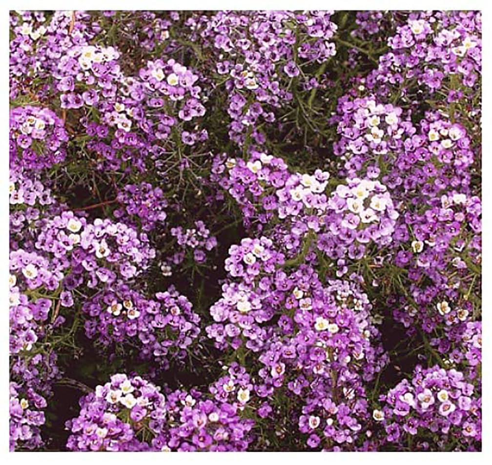 Dwarf Royal Carpet Sweet Alyssum Seeds