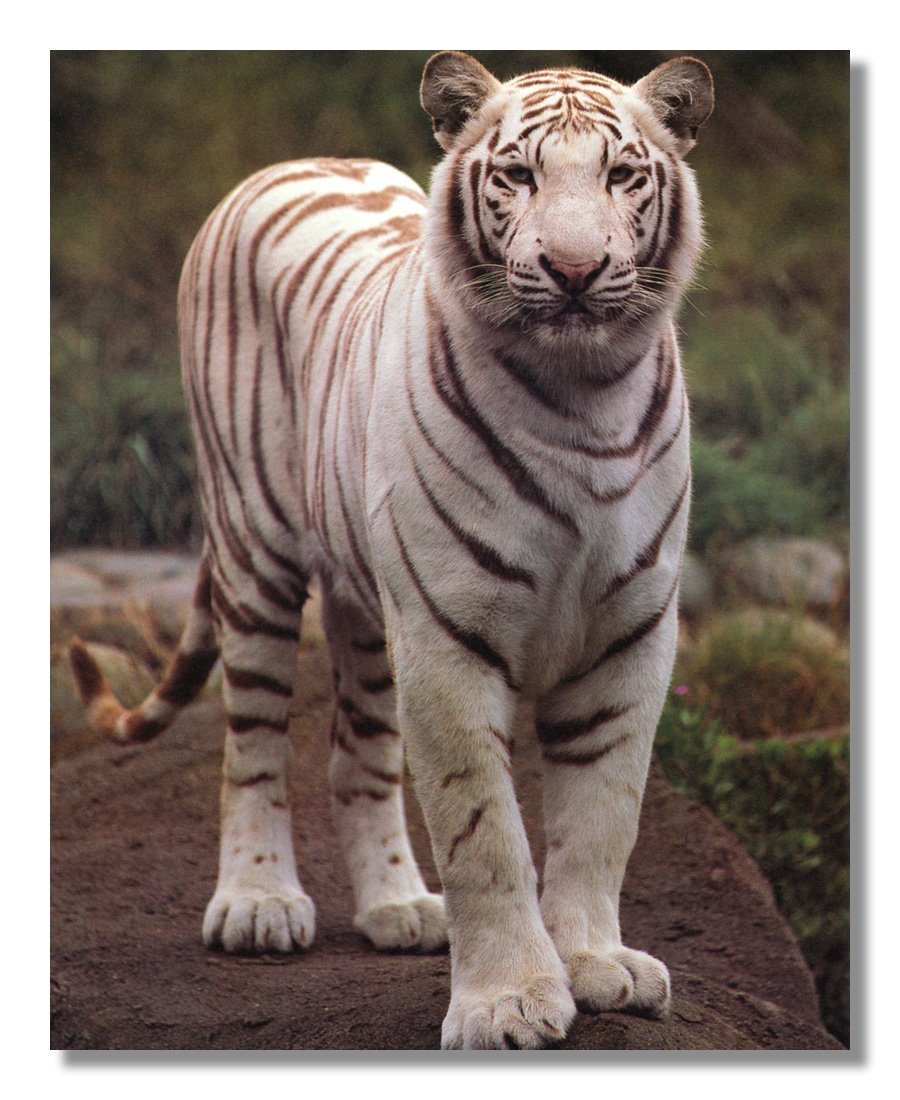 Amazon.com: White Tiger Standing on Sandy Rock Photo Wall Picture