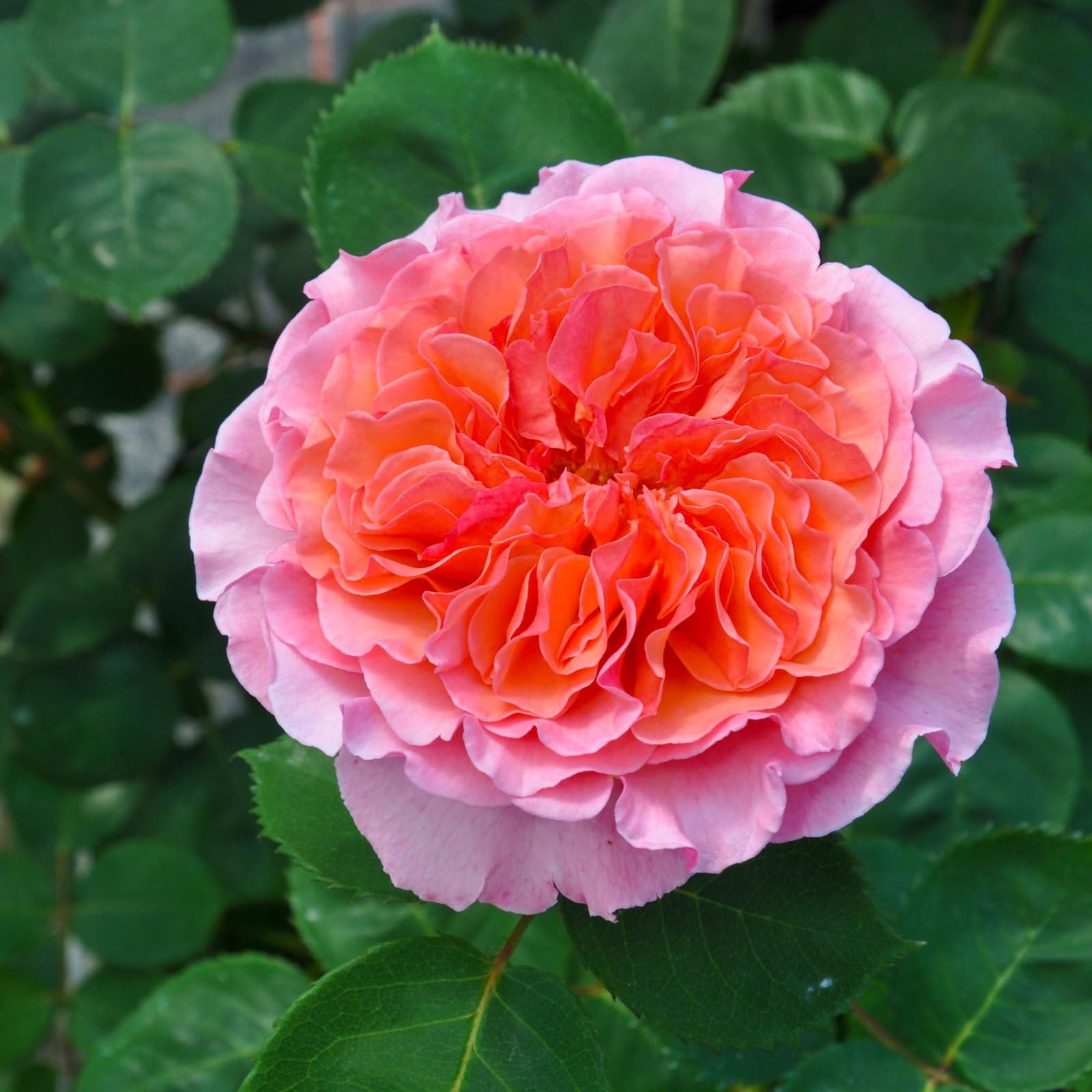 Stammrose 'Käthchen von Heilbronn'®, Edelrose, Stammhöhe 60cm, Topf 7,5 Liter