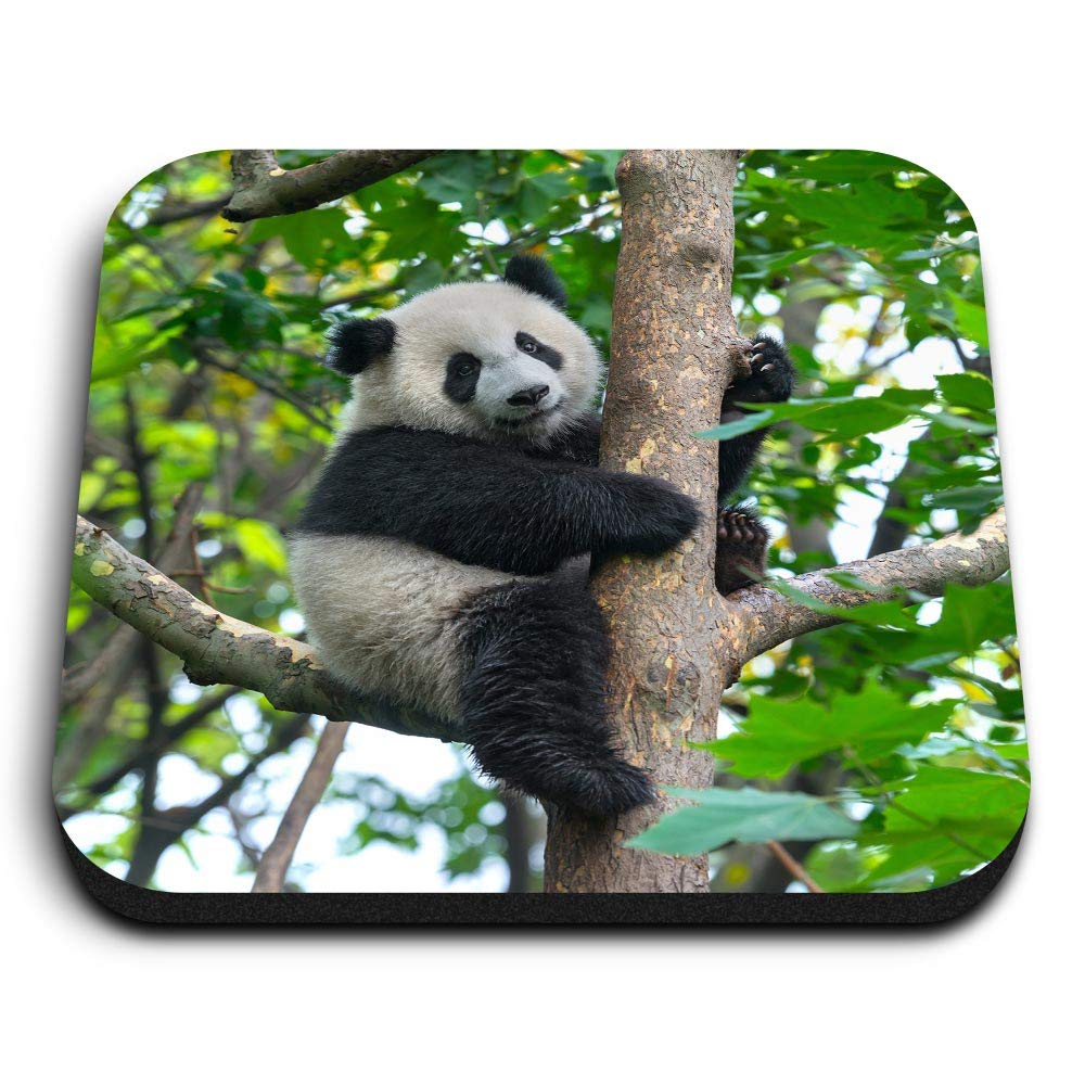 Destination Vinyl Ltd Multicolor 1 X Square Mdf Fridge Magnet - Cute Panda Bear Sitting In Tree 21990