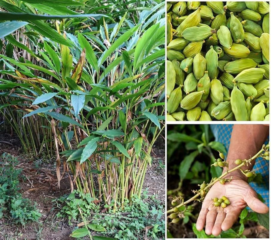 Live Green Cardamom Plant (Elaichi) – 2 Year Old Spice Herb Plant for Terrace Garden Pack of 1 ||