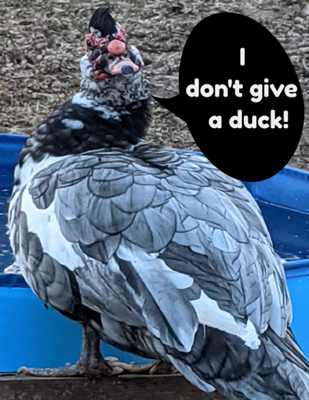 I Don't Give A Duck!: Full 8.5" x 11", Notebook 250 College Rule Writing or Drawing Pages