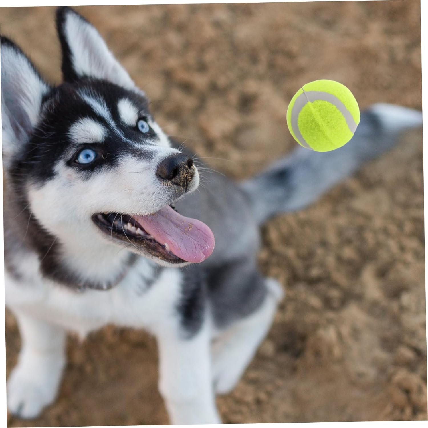 VANZACK 22pcs Dog Tennis Rubber Chew Toys for Large Medium and Small Dogs Interactive Pet for Training and Exercise