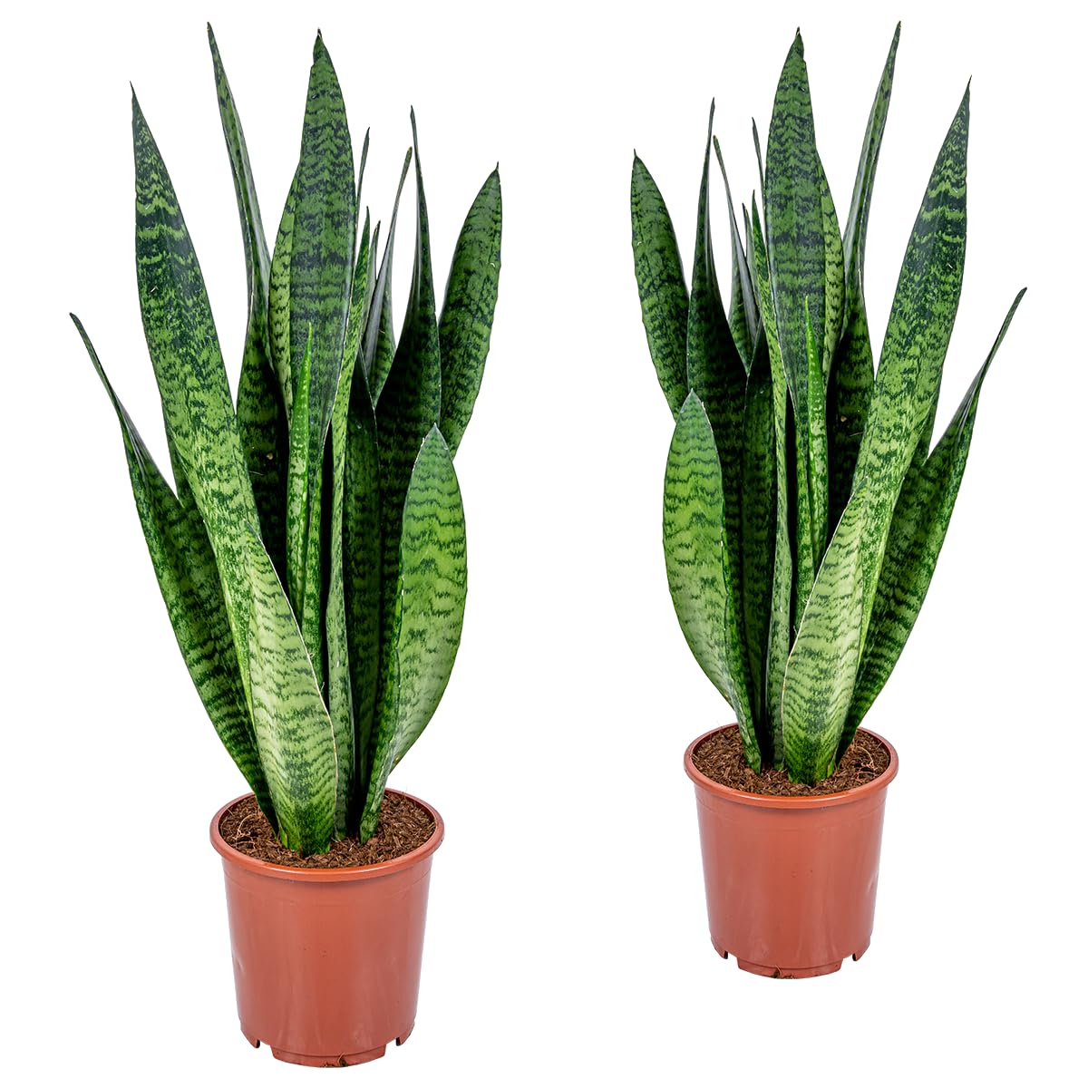 Bloomique - Set di 2 - Sansevieria Zeylanica - Lingua di Suocera - Pianta da Interno - Purifica l’Aria - Molto Facile da Curare - Alte 50-70 cm - Vaso 17 cm